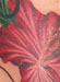 tattoo galleries/ - Red Hibiscus Ribs - 50971